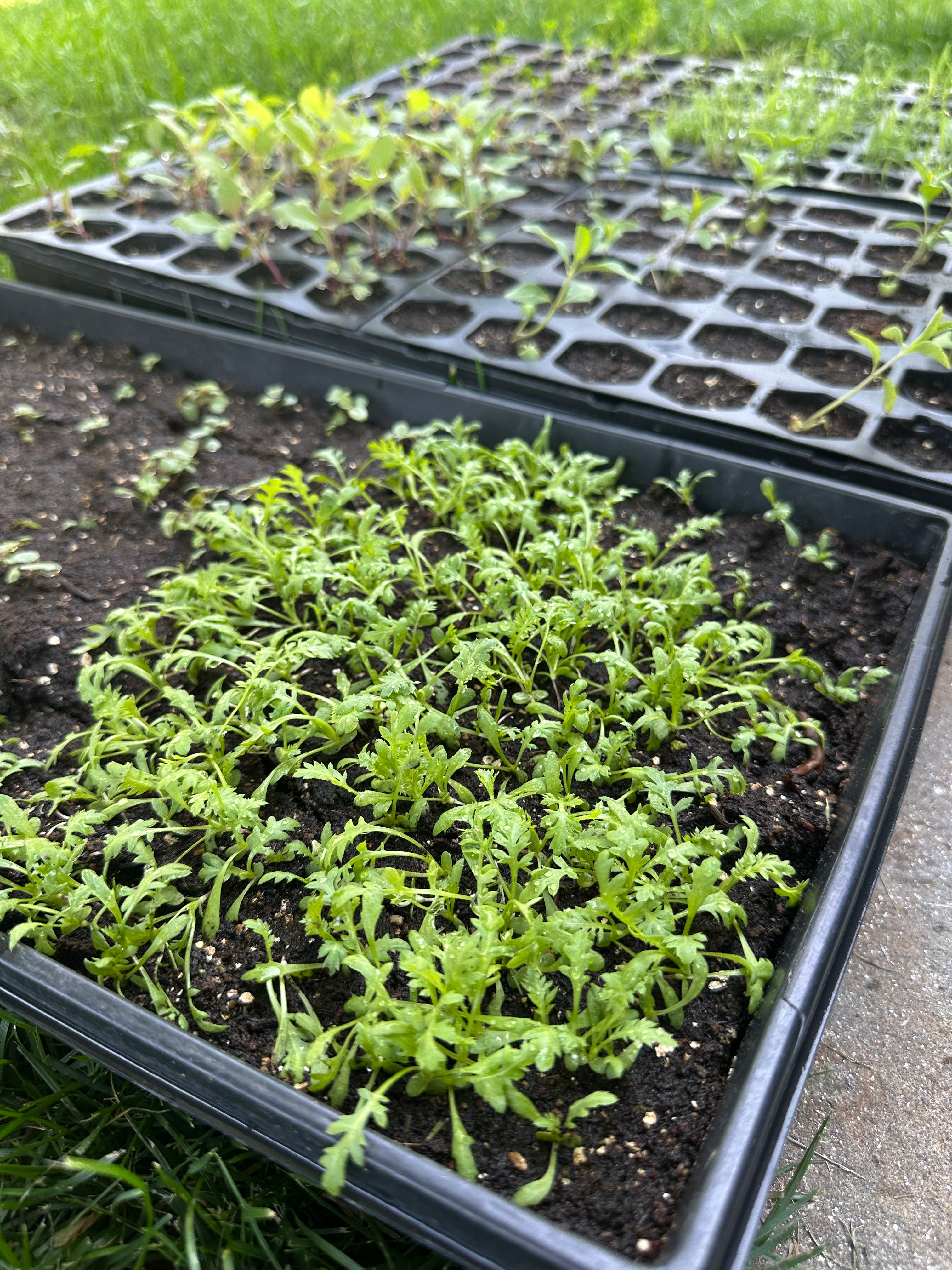 Yarrow Seedlings